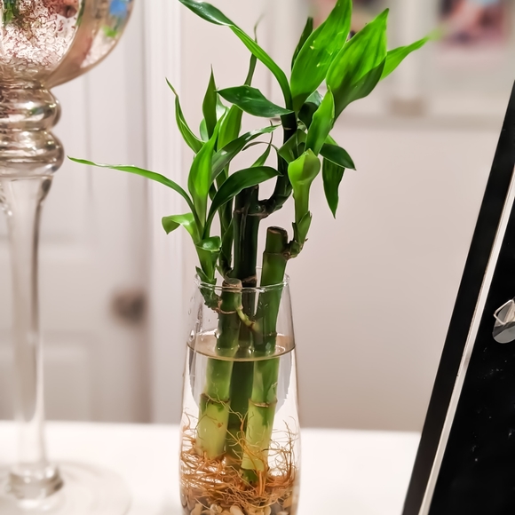 Live Lucky Bamboo Home Easy Grow Decor - Picture 7 of 12